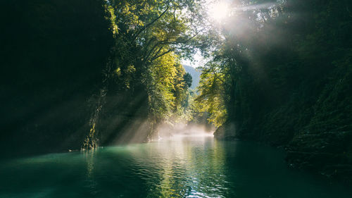 Sunlight streaming through trees in forest against sky