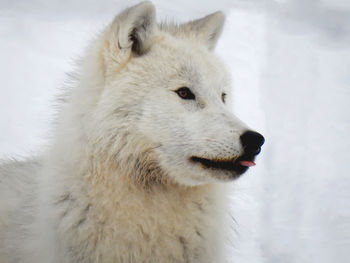 Close-up of dog during winter