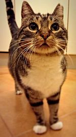 Close-up portrait of cat