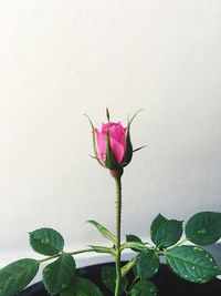 Close-up of pink flower blooming outdoors