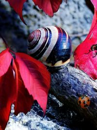 Close-up of butterfly on rock
