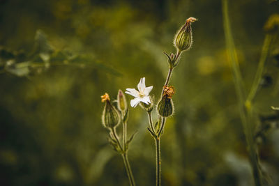nature