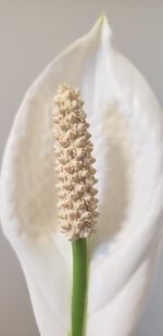 Close-up of white flower