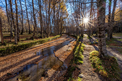 Scenic view of stream amidst trees in forest against sky