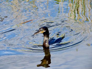 High angle view of duck swimming in lake