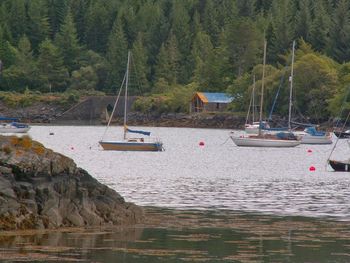 Boats moored in calm sea against trees