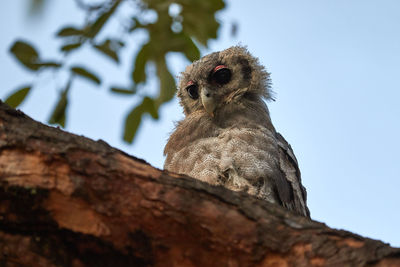 An immature verreaux's eagle-owl, giant eagle-owl