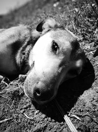 Close-up of dog lying down