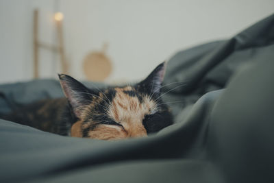 Tri-colored cat sleeping