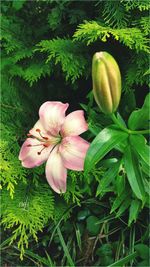 Close-up of flower blooming outdoors