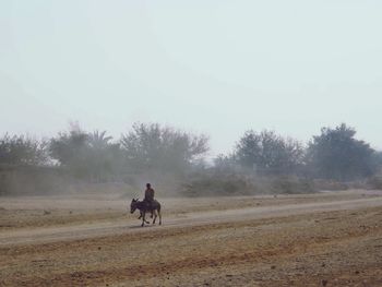 Dog standing on field