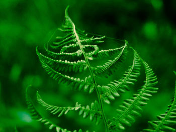 Close-up of fern leaves