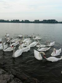 Swans swimming in lake against sky