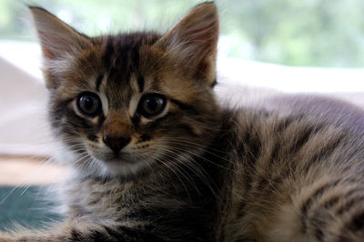 Close-up portrait of a cat