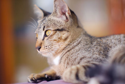 Close-up of a cat looking away