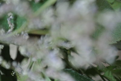 Close-up of frost on plant