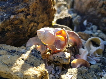 Close-up of shell on rock