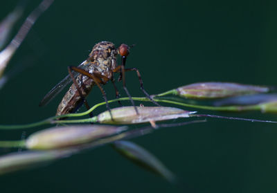 Close-up of damselfly on plant