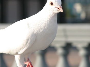 Close-up of a bird