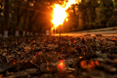 Close-up of autumn leaves in forest