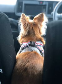 Side view of a dog in car