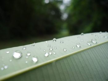 Close-up of water drops on leaf