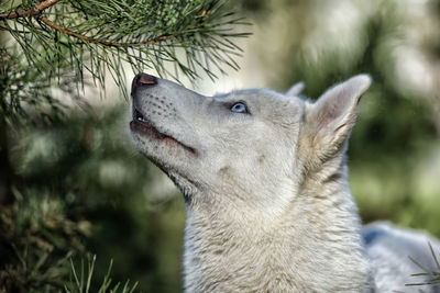 Close-up of a rabbit looking away