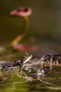 Close-up of wet leaf on field