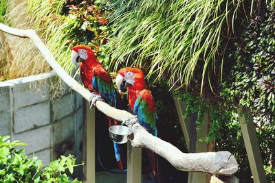 View of birds perching on branch