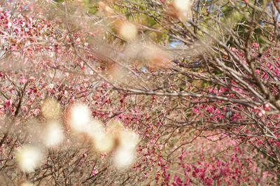 Pink flowers blooming on tree