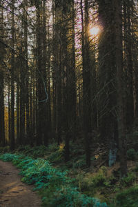 Trees in forest