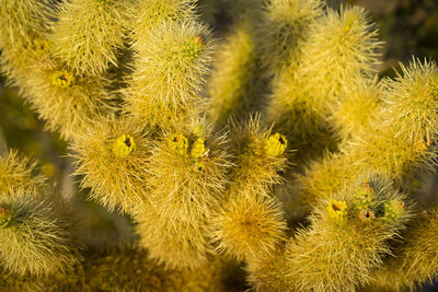 Full frame shot of cactus