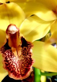 Close-up of yellow flowering plant