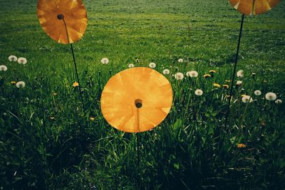 Plant growing on grassy field