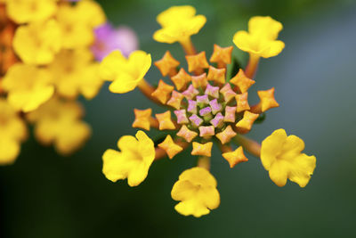 Close-up of yellow flowering plant