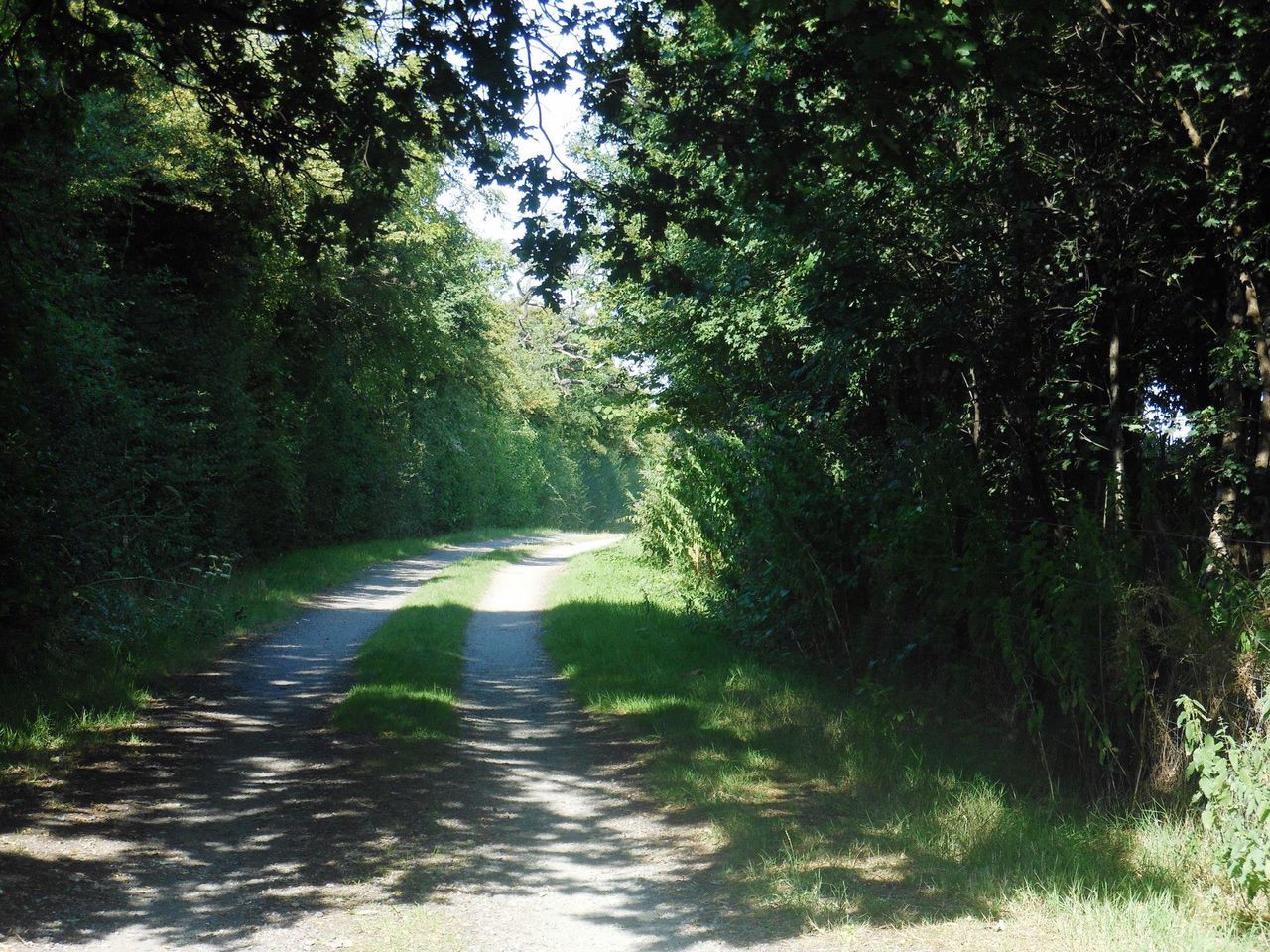 tree, the way forward, diminishing perspective, growth, green color, dirt road, tranquility, footpath, nature, vanishing point, forest, tranquil scene, sunlight, beauty in nature, water, road, narrow, day, plant, pathway