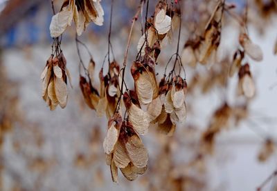 Close-up of dry leaves on branch