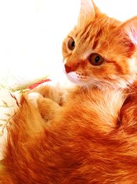 Portrait of ginger cat