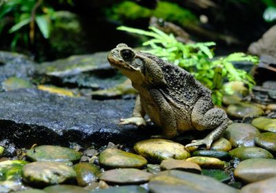 Close-up of lizard on rock