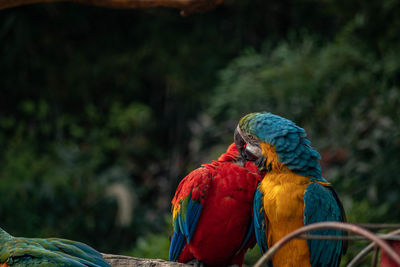 Close-up of parrot perching on tree