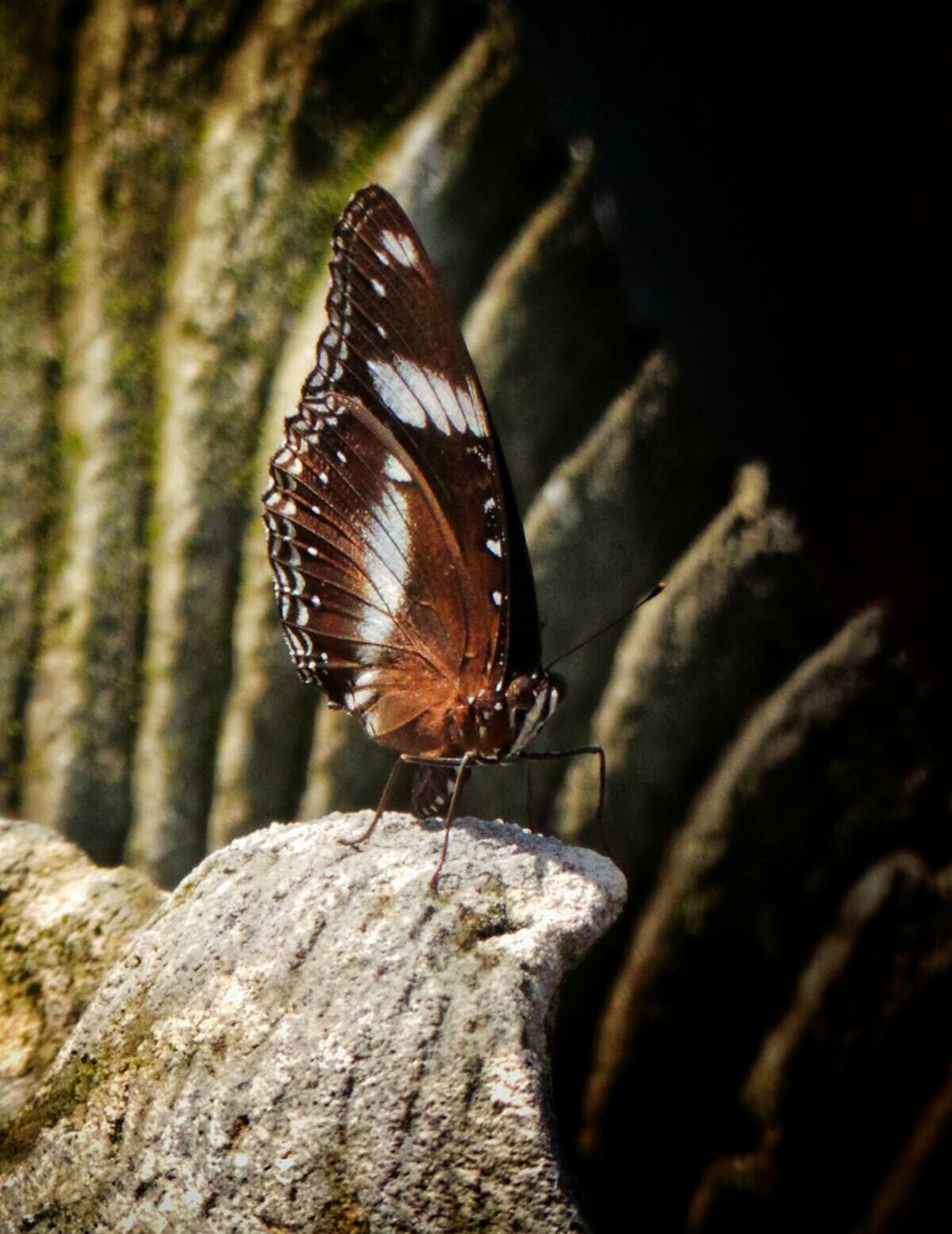 animal themes, animals in the wild, one animal, wildlife, insect, close-up, nature, focus on foreground, rock - object, natural pattern, selective focus, outdoors, zoology, textured, full length, day, no people, perching, animal antenna, snail