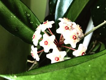 Close-up of fresh flowers