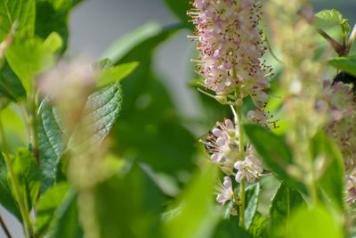 Close-up of flowering plant