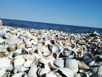 Scenic view of beach against clear sky