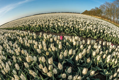 View of flowering plants on field