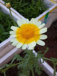 Close-up of yellow flower blooming outdoors