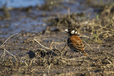 Close-up of bird perching on a land