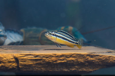 Close-up of fish in aquarium