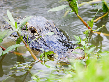 High angle view of turtle swimming in lake