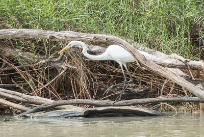 View of birds in lake